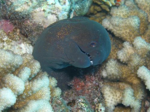 a blue fish swimming over a coral reef at Osa House - Drake Corcovado Tours in Drake