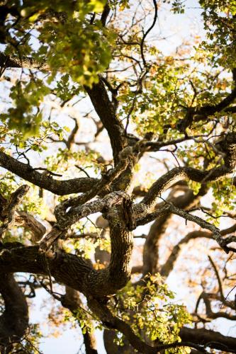 a close up of a tree with branches and leaves at Amor di Lavanda in Cingoli