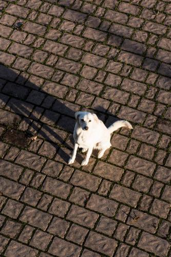 a dog is sitting on a brick sidewalk at Amor di Lavanda in Cingoli