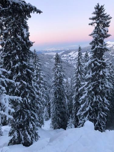 a group of snow covered trees on a mountain at Steinlechner-Meyer Elisabeth in Stumm