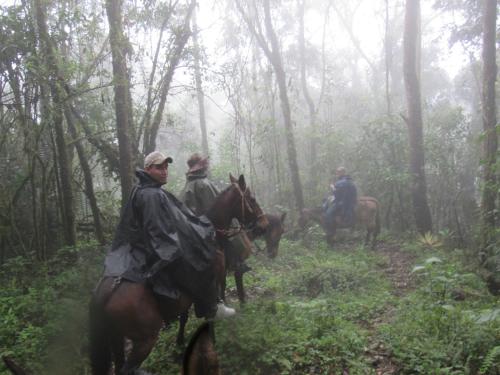 un grupo de personas montando caballos en el bosque en Birdglamping Los Arboles Hotel en Salento
