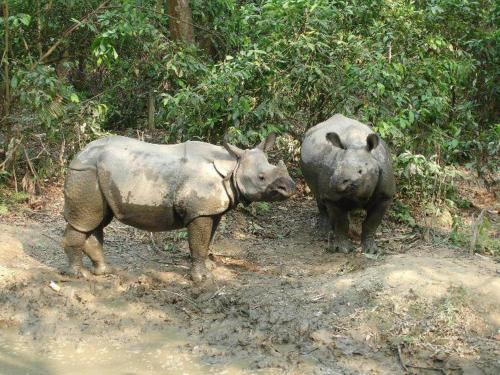 two rhinos standing on the side of a dirt road at Hotel Rainforest in Sauraha