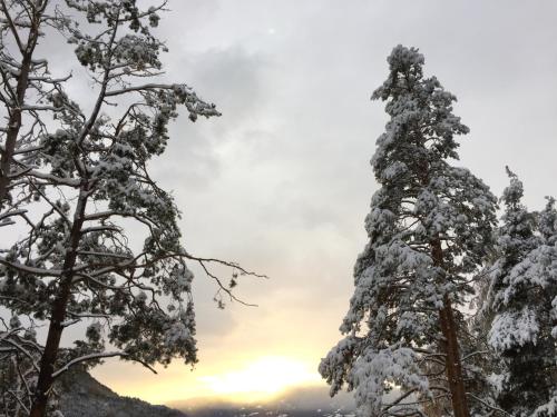 a snow covered tree with the sunset in the background at Oberprantschöllhof - Horse Mountain Stable in Bressanone