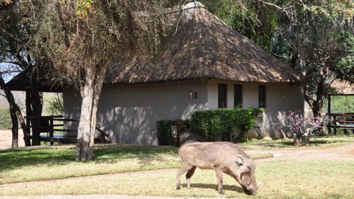 a pig grazing in the grass in front of a house at Nyati Safari Lodge in Hoedspruit