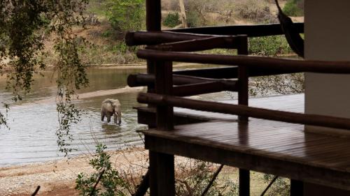 an elephant standing in the water next to a river at Nyati Safari Lodge in Hoedspruit