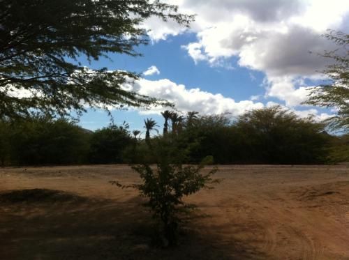 a tree in the middle of a field at Villa Morabeza Guest House in Mindelo