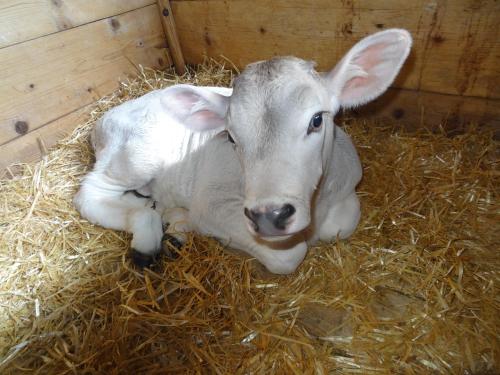 a baby calf laying on hay in a barn at Stangl - Hof in Bad Aussee