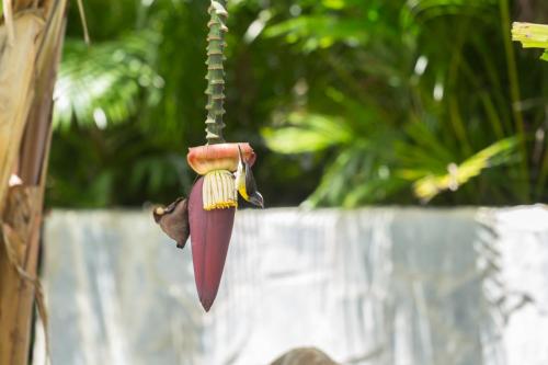 une fleur suspendue à une corde dans l'établissement Iguana Ecolodge, à Saint-François
