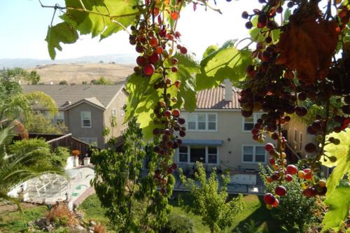 a bunch of grapes hanging from a tree in a yard at Beautiful Home in Quiet Area in San Jose
