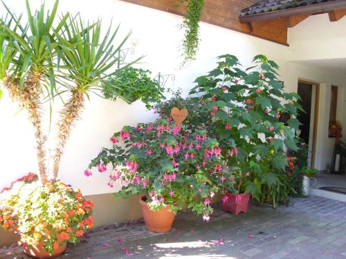 two potted plants and flowers in pots next to a wall at Appartment Gertrud Flatz in Sankt Anton im Montafon