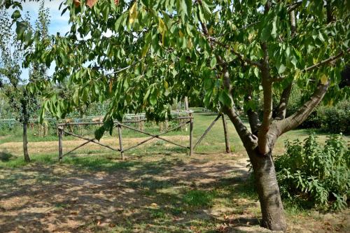 a tree with a gate in the middle of a field at Cevoli Country Resort in Lari