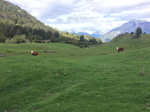 two cows grazing in a field with mountains in the background at Turismo Rural Los Alpes in Futaleufú