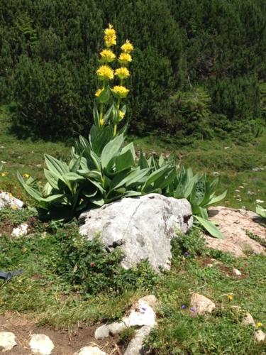 a plant with yellow flowers sitting next to a rock at La Clé des Champs in Les Fourgs