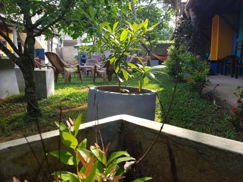 a plant in a pot in a yard at Plantation Surf Inn & Restaurant - Midigama in Midigama