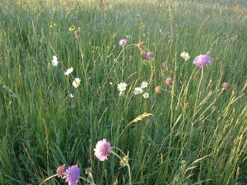 a field of flowers in a field of tall grass at Garni Reider in Meltina