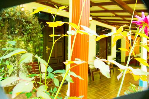 a house with a plant in front of a porch at Senura Home Stay in Sigiriya