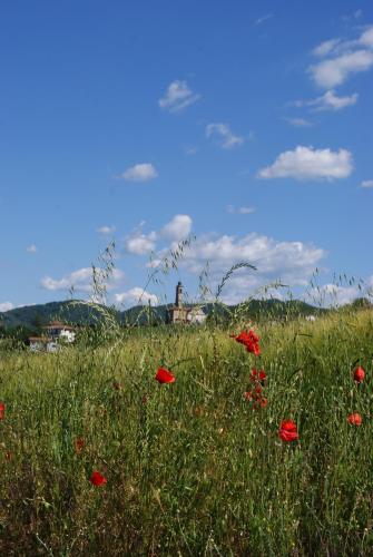 a field of red poppies in a field of grass at Valli Unite in Costa Vescovato