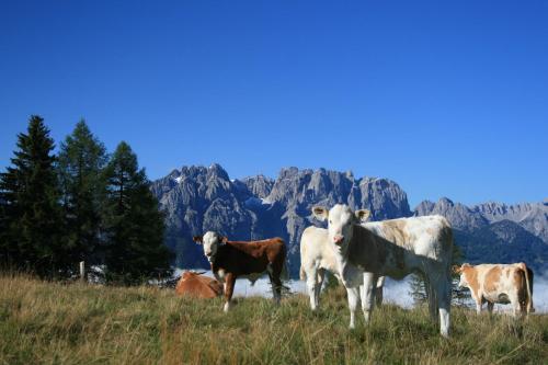 a group of cows standing on a hill with mountains in the background at Ferienhaus Sporer in Iselsberg