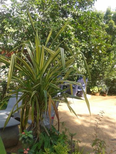 Jardín al aire libre en Family Nest