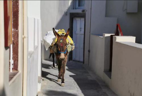 a horse walking down a alley with a load on its back at Art Riad Au Bord De La Mer in El Jadida