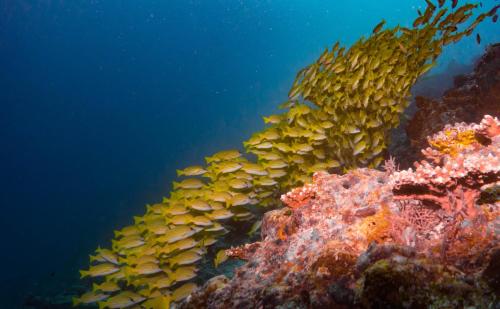 a group of fish on a coral reef at Shamar Guesthouse & Dive in Maamigili