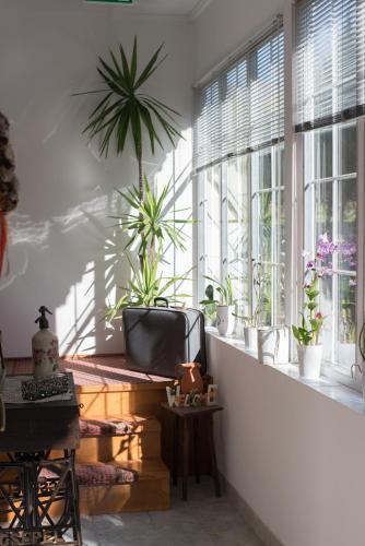 a room with potted plants on a window ledge at Nefelejcs Vendégház in Tóalmás