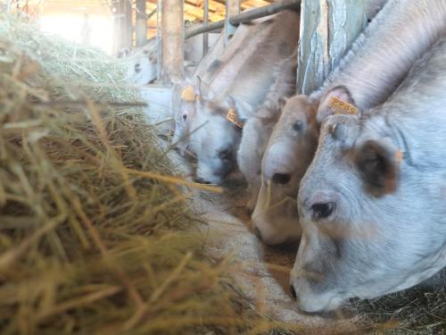 a group of cows eating hay in a barn at Valli Unite in Costa Vescovato