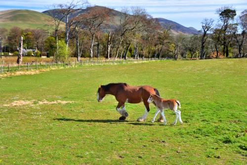 a horse and a baby horse walking in a field at Peggyslea Farm B&B in Edinburgh