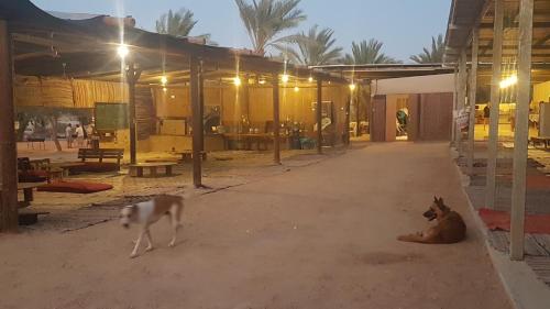 a dog and a cat sitting on the floor of a building at Ras Hasita in H̱aẕeva