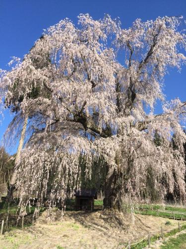 a large weeping tree with white flowers on it at Spa Lodge Redwood Inn in Takayama