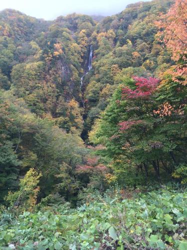 a waterfall in the middle of a forest with trees at Spa Lodge Redwood Inn in Takayama