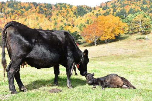 a black cow standing next to a baby cow in a field at Spa Lodge Redwood Inn in Takayama