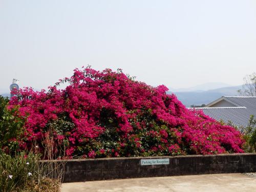 a large bush of pink flowers on a fence at Sunset View Guest House in Piggs Peak