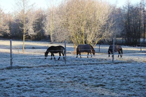 a group of horses grazing in a field in the snow at B&B Landgoed Bergerven in Horn
