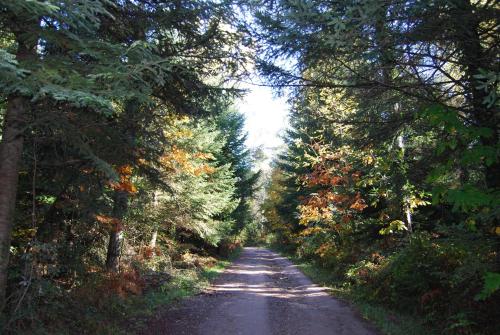 a dirt road with trees on both sides at Hotel Hostal Estrella in Rupit