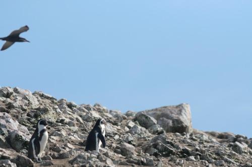 two penguins standing on rocks with a bird flying overhead at Hotel Riviera Inka Paracas in Paracas