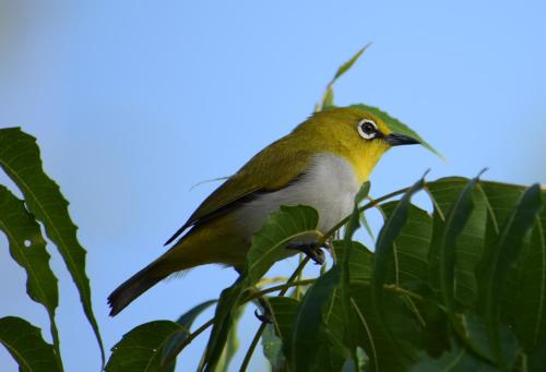 ホテルの敷地内または近くにいる動物