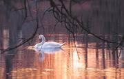 a swan swimming in the water in a pond at Hotel Landgut Ochsenkopf in Rotta