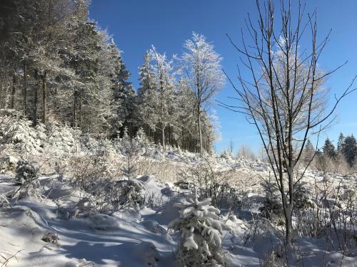 a snow covered field with a tree and trees at Gasthof Waldschenke in Bad Leonfelden