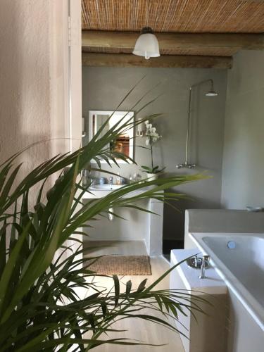 eine Pflanze im Bad mit Waschbecken und Spiegel in der Unterkunft Ashbourne Country Escape Hazyview in Hazyview