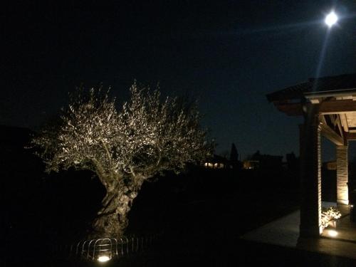 a tree in front of a building at night at VillaRosa in Santa Lucia di Piave