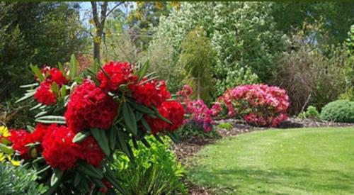 a garden filled with lots of red flowers at Tui Lodge in Turangi