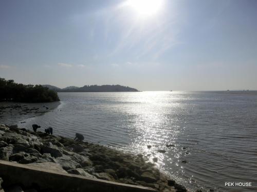 a group of birds sitting on the shore of a body of water at Pek House in Phuket Town