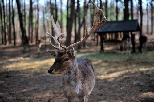 a deer with large antlers standing in the woods at Malutkie Resort in Radomsko