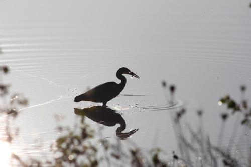 a bird is standing in the water at Lakeside Park Hotel & Spa in Ryde