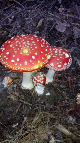 a red and white mushroom on the ground at Jakuzzis,Szaunás,Kerkavendégház-Őrség-Csesztreg-Kerkaujfalu in Csesztreg