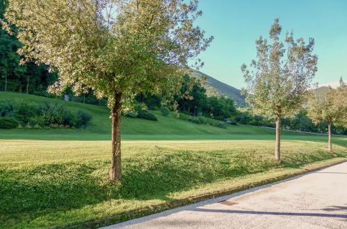 two trees in a field next to a road at Casale Bellaguardia in Fossombrone