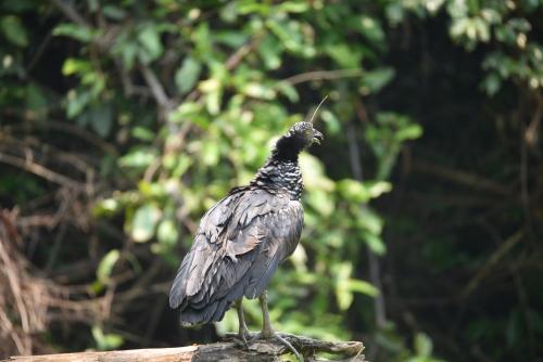a bird standing on top of a tree branch at Amazon Muyuna Lodge - All Inclusive in Paraíso