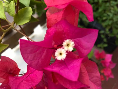 a close up of pink flowers on a plant at L'Escale du Mouillage in Saint-Pierre