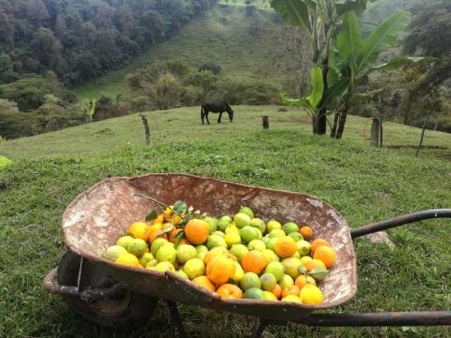 a wheelbarrow full of fruit in a field at Casa de campo vacacional "Tres Soles" en Xico, Veracruz in Xico
